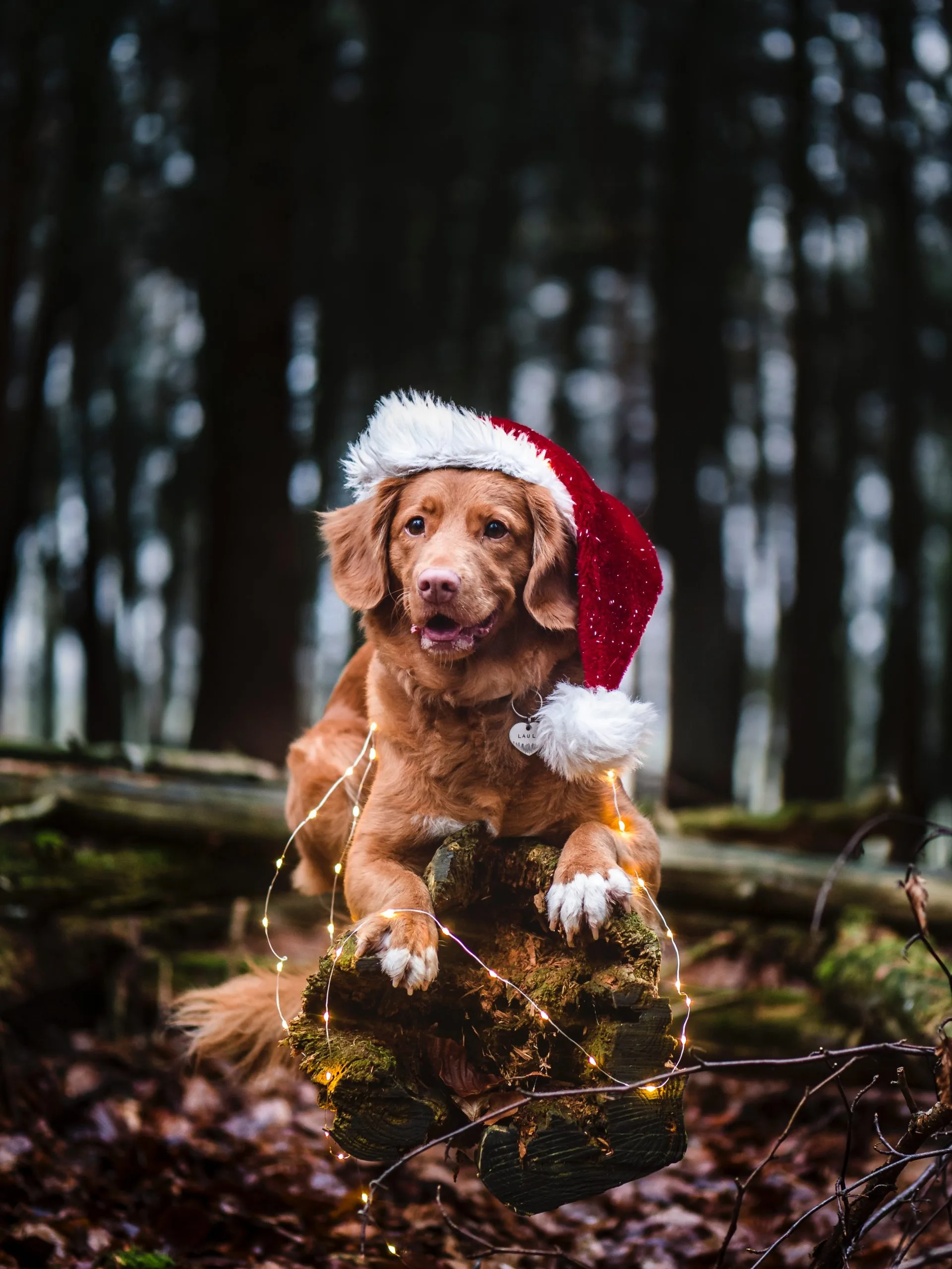 celebrate christmas with your dog