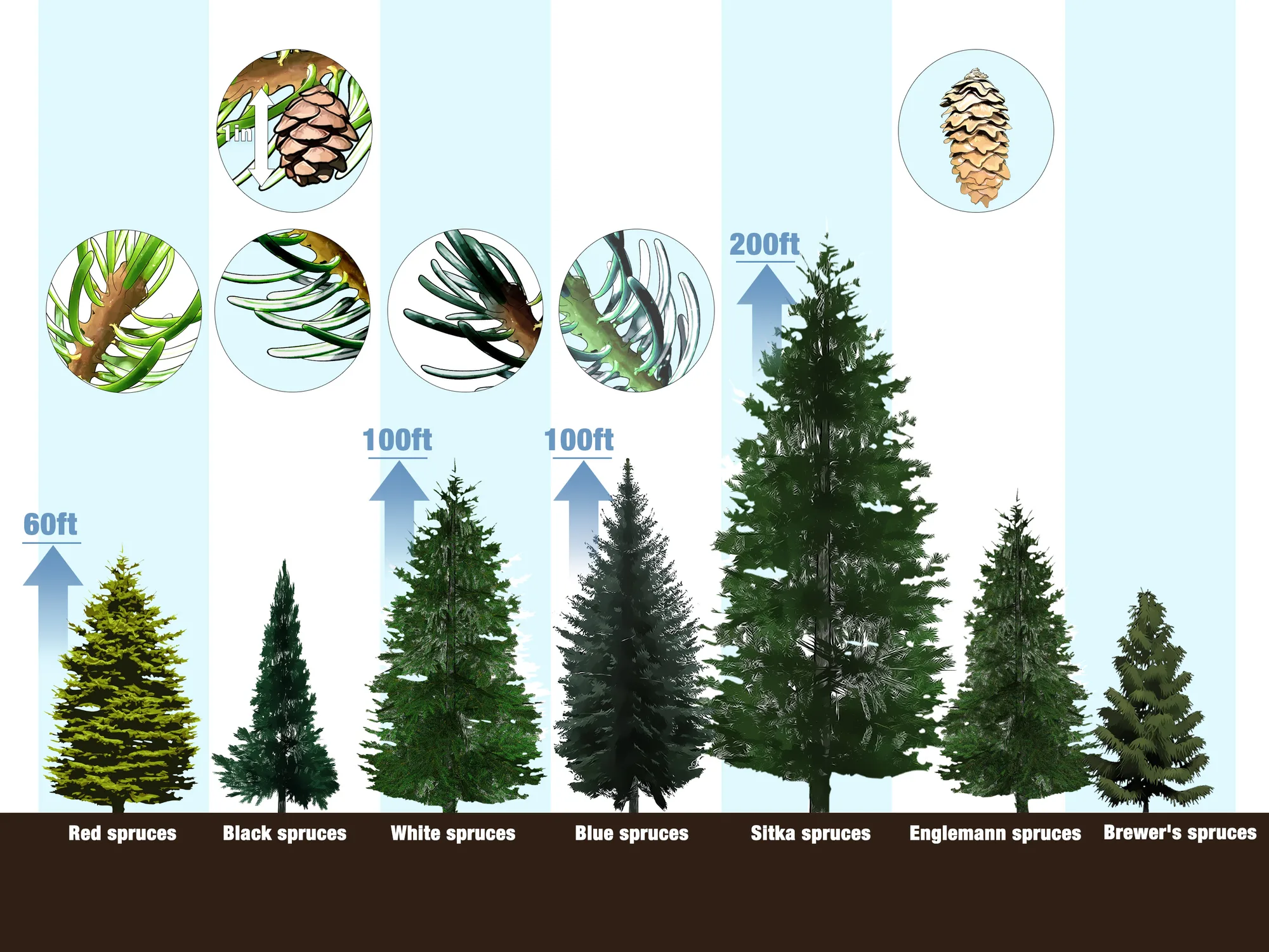different types of christmas trees - Types of pine trees mumuaurora