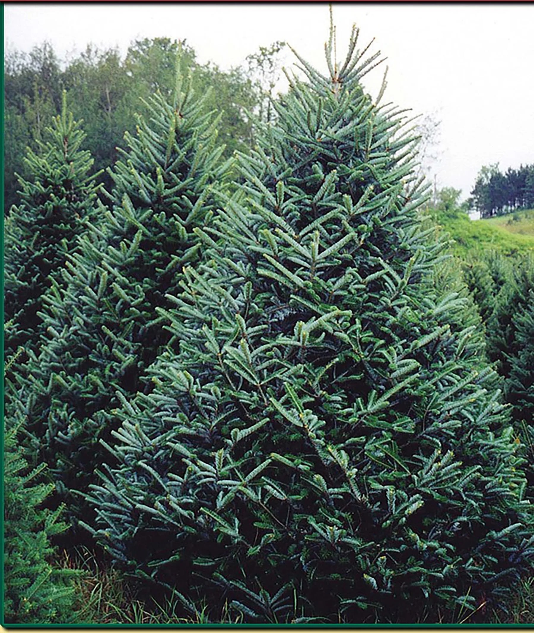 different types of xmas trees - What Is Name Of Christmas Tree at Charlotte Revell blog